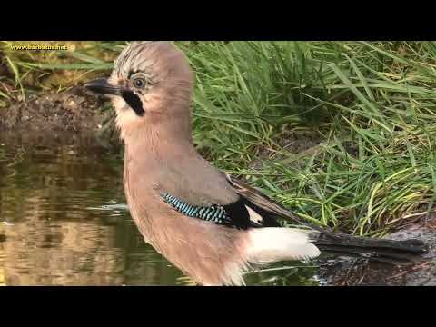 ARRENDAJO COMÚN | JAY | Garrulus glandarius