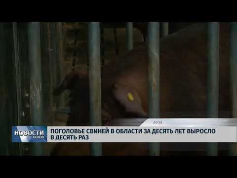 Новости Псков 19.09.2018 # Поголовье свиней в области выросло в десять раз за десять лет