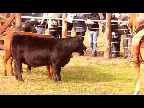 Vaquillonas Braangus La Cassina