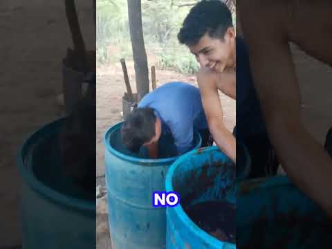 cocuy de penca, elaboración en Urucure, Urdaneta estado Lara