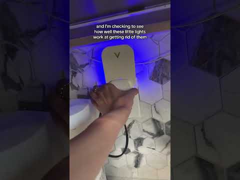 Get Rid Of Gnats in your Kitchen