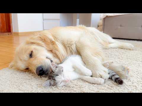 YouTube 썸네일