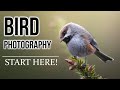 BIRD PHOTOGRAPHY 101: Beginners guide for settings, finding birds, tricks, equipment, and more!