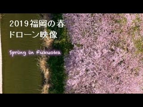 2019 spring in fukuoka 4K【ドローン撮影 福岡県 春動画】