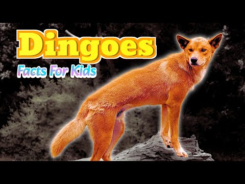 Meet The AMAZING Dingo Australia's Native Wild Dog - Facts For Kids