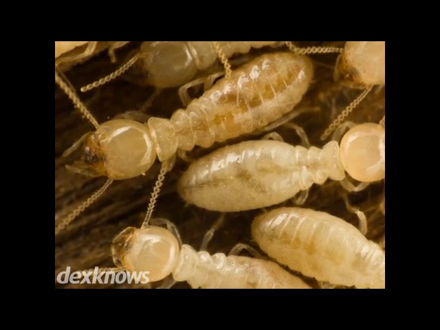 Diamond Exterminating - Lafayette, NJ