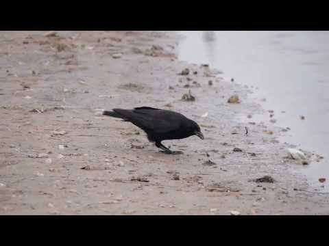 Rattling Crow