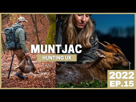 HUNTING MUNTJAC in the UK 💥Who´s buck is bigger? 💥 UNITED KINGDOM HUNTING Opportunities [2022 EP.15]