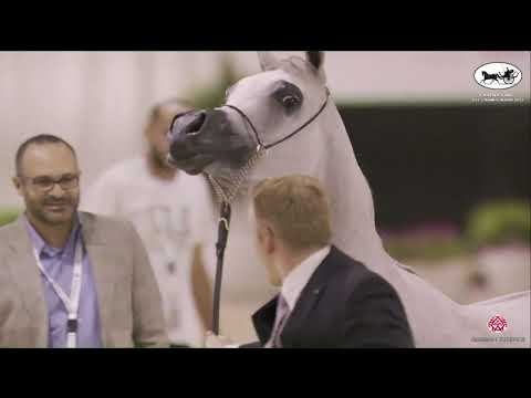 N 147 GAZELLE BHM   EAHS National A H  Championships 2022   Mares 4   6 Years Old Section A Class 4A