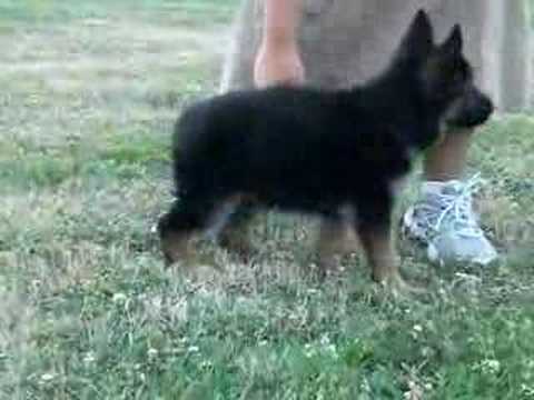 download lagu mp3 mp4 Schutzhund Training Pa, download lagu Schutzhund Training Pa gratis, unduh video klip Schutzhund Training Pa