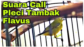 Download lagu Suara Call Atau Panggilan Pleci Flavus Atau Pleci Tambak | KIMAN mp3 Download lagu Suara Call Atau Panggilan Pleci Flavus Atau Pleci Tambak | KIMAN mp3