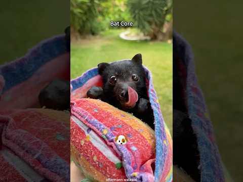 Bat core.🦇🖤 #funny #fyp #bats #wildlife #funnyanimals #foryou