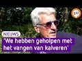 Campinggasten helpen kalveren vangen na brand
