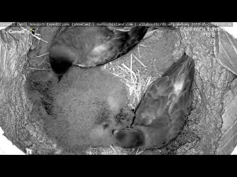 Family Reunion In Bermuda Petrel Nesting Burrow – May 20, 2019