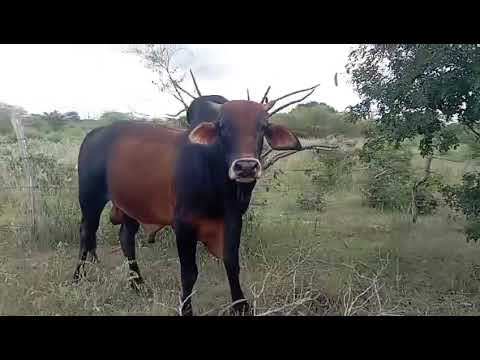  Touro Sindi: 8.700 reais em Manari/ Pernambuco. Whatsapp 84 99810 2784*#gado 