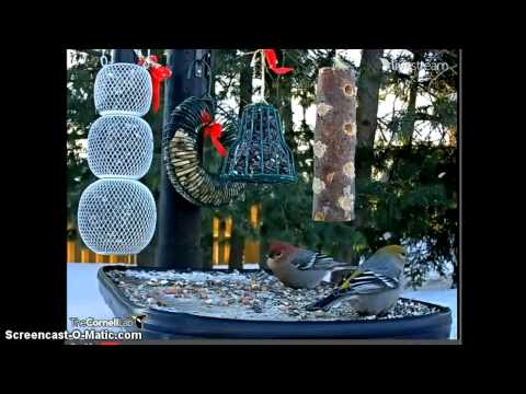Ontario Feeder-Pine Grosbeak Pair-2 Feb 2014