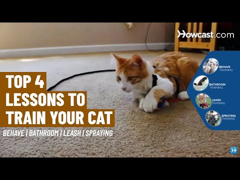 Top 4 Lessons to Train Your Cat | Behave | Bathroom - YouTube