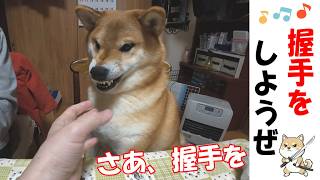 柴犬と握手、負けられない戦い #犬のいる暮らし #shibainu #柴犬