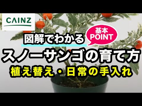 園芸 レンギョウ、ガエナリ、ゴールデンサンゴ