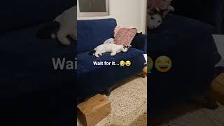 Download lagu Ma-AH means 'come here' in cat?! IT WORKS!!😭 #shorts mp3