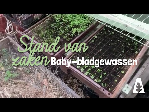 Urban Gardening - The State of Play: Baby Leafy Vegetables