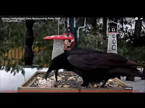 Quoth the Raven - suet it mine      Video 2017 02 04 115052