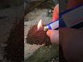 Using Coffee Grounds To Keep Mosquitos Away