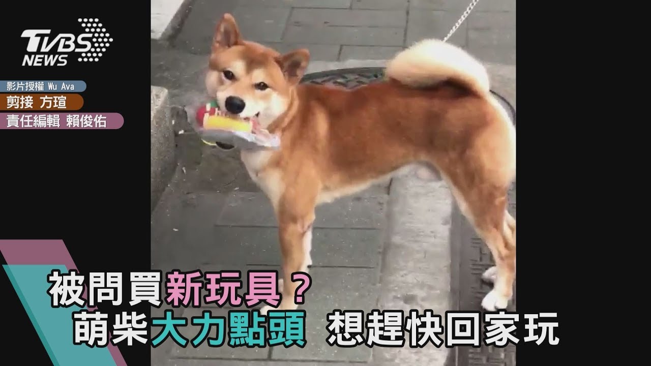 被問買新玩具?萌柴大力點頭 想趕快回家玩