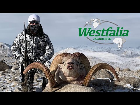 World Record Marco Polo Argali in Tajikistan