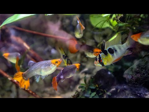 download lagu mp3 mp4 Paludarium Singapore, download lagu Paludarium Singapore gratis, unduh video klip Paludarium Singapore
