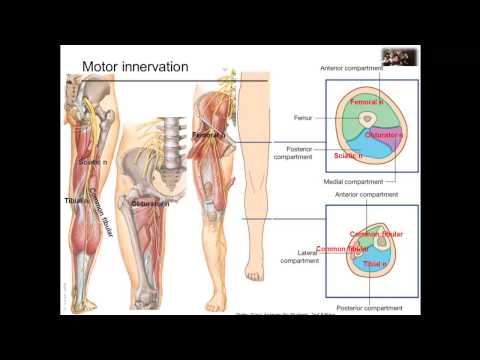 Overview of the lower limb: nerves and vessels