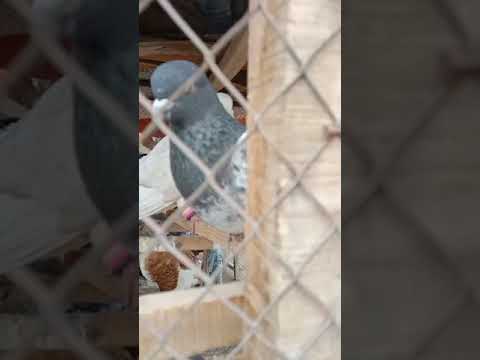 My viral video kot matan and Rukan pur #subscribe