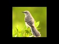 Tom Waits - Mockin' Bird 