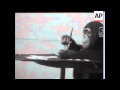 CHIMPANZEE THAT PAINT