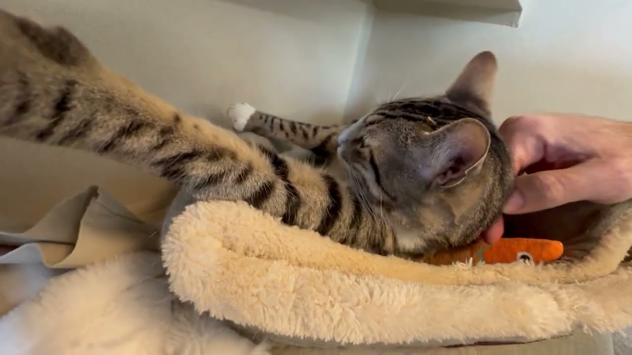 Enlarge Buster, a ADOPTABLE Domestic Short Hair in Eatontown, NJ video 2/6