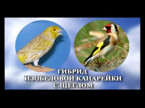 Канарейки, шеглы - гибрыды Касымова. TAJIKISTAN(фильм)