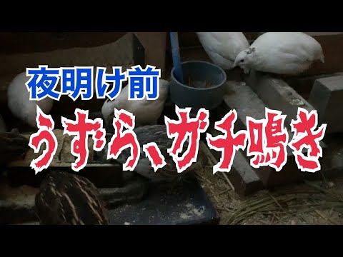 , title : 'うずら達がけたたましく鳴きだして小屋がパニックに！【うずらの鳴き声】'