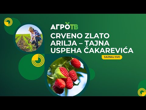 Tajna ariljske maline: Porodica koja radi od zore do mraka