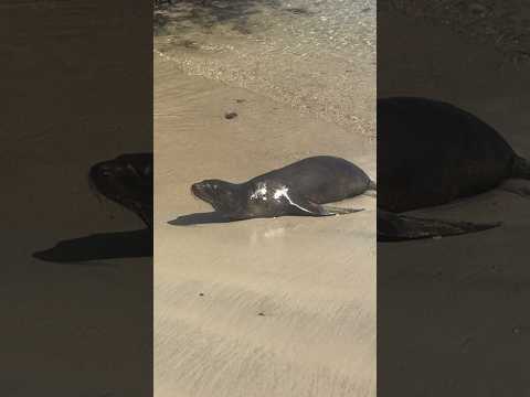 Sealion at Isabela Island, Galapagos