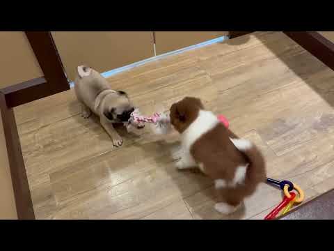 Pug - 4875 video preview