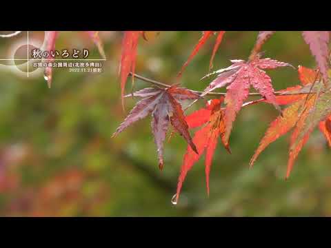 【佐賀県唐津市の風景：4K映像】秋のいろどり [古窯の森公園 北波多稗田](令和4年11月21日撮影）