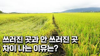 벼농사 혹명나방과 문고병 피해 어떻게 해결할까?