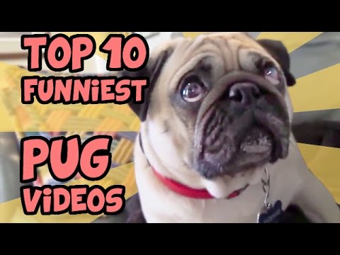 Pomsky Sosanimaux Pomsky Sosanimaux