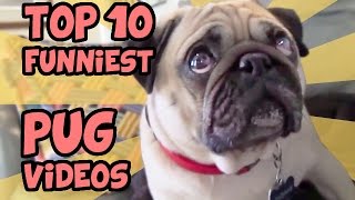 TOP 10 FUNNIEST PUG VIDEOS OF ALL TIME
