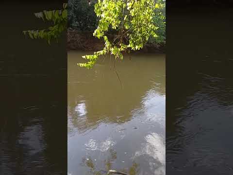 CHÁCARAS RIO DOS BOIS   VARJÃO – GO Entrada 15.000,00Mais 100xde 1.000,00 FIXAS  62 98141-4270