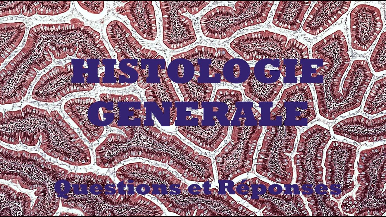 Questions réponses, histologie générale
