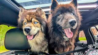 An Urgent Rescue Mission! Saving Two Huskies After Their Owner Passed