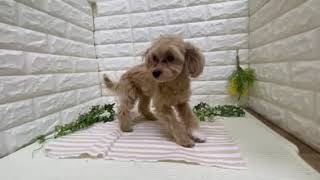 ハーフ犬の動画01