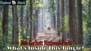 What's Inside This Jungle | Elephant Attack | Jim Corbett National Park video