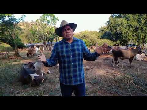 El Portugueseño de Oro: Julio César Salas P.2025 -2026 Vídeo Oficial 